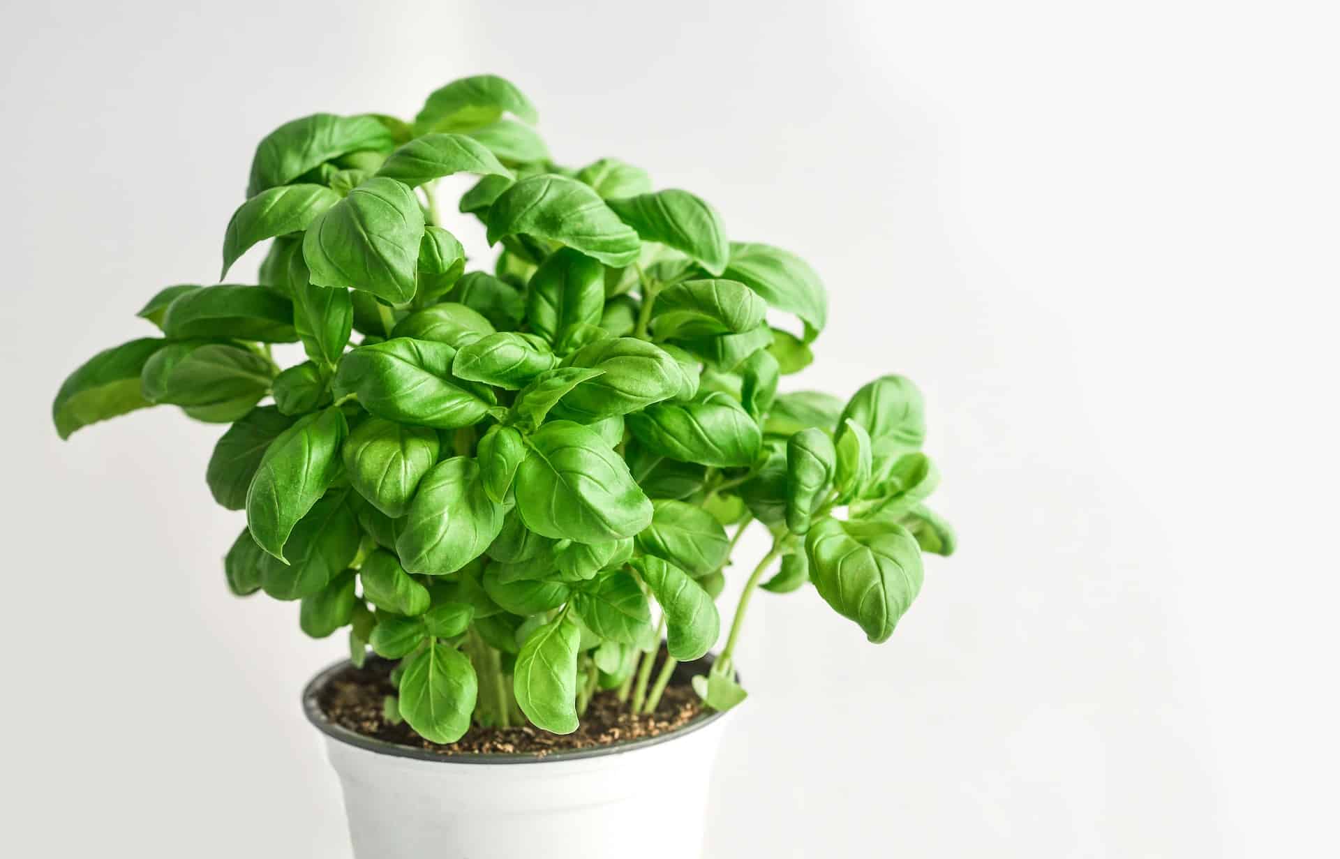 Can I Grow basil Indoors The Food Garden