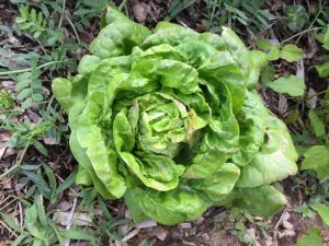 Butterhead lettuce