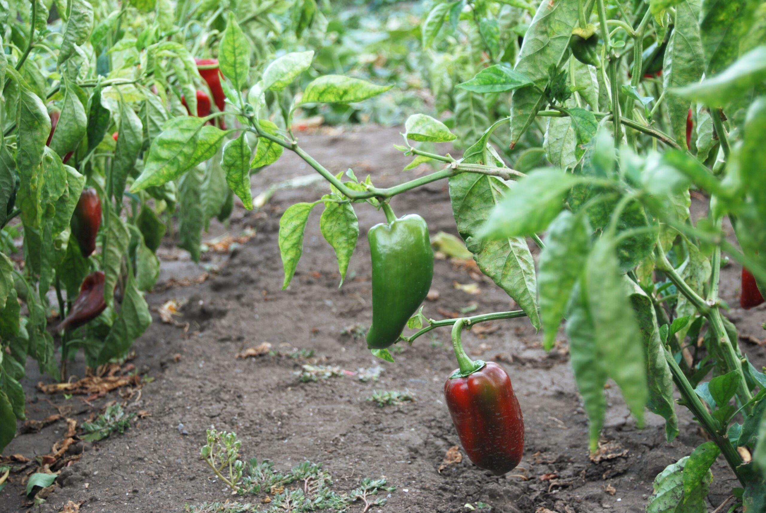 How To Prune Peppers For Winter