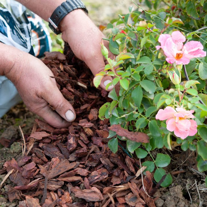 Gardener improves the soil with mulch
