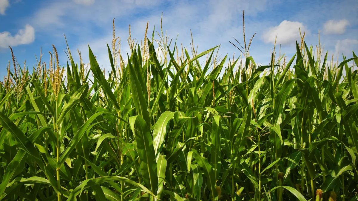Growing corn in a field