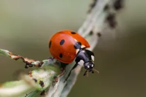 A ladybug eats aphids