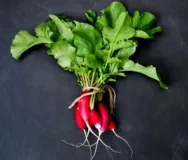 Fully grown radishes