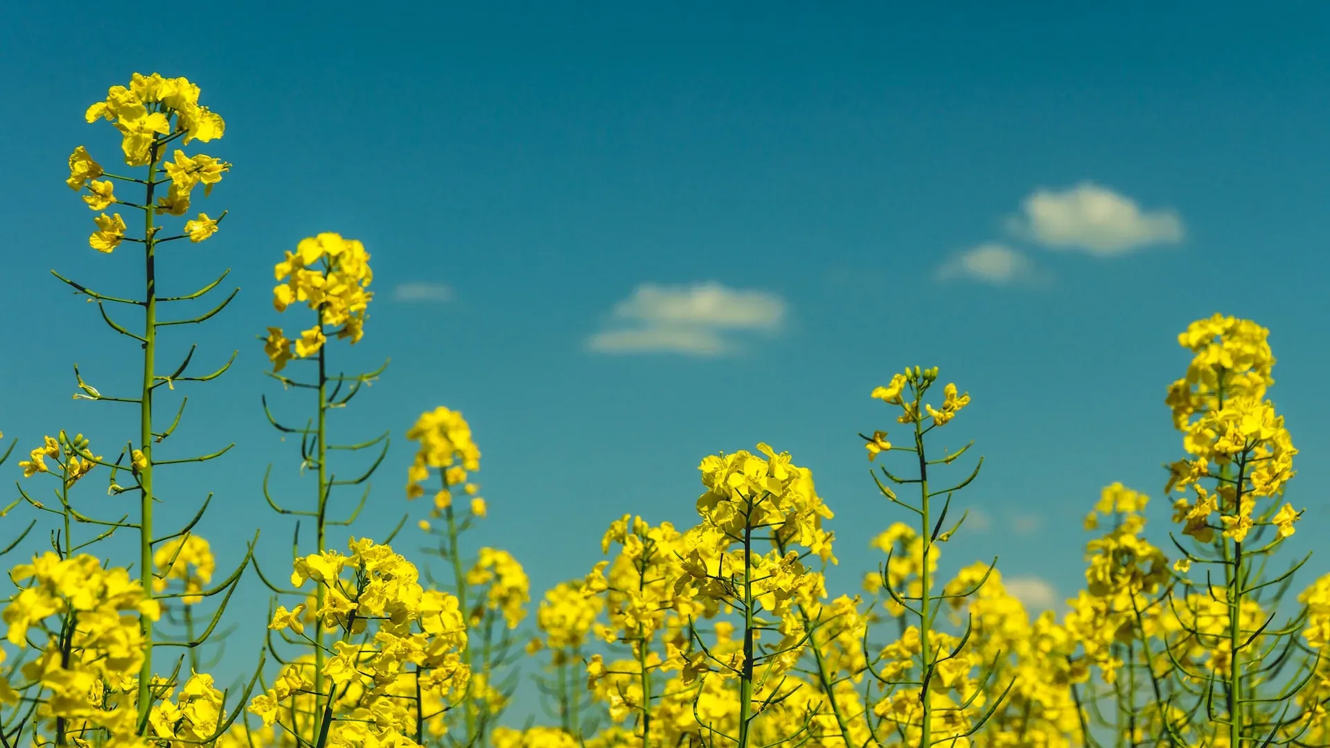 Grow mustard seeds Quick and Easy The Food Garden