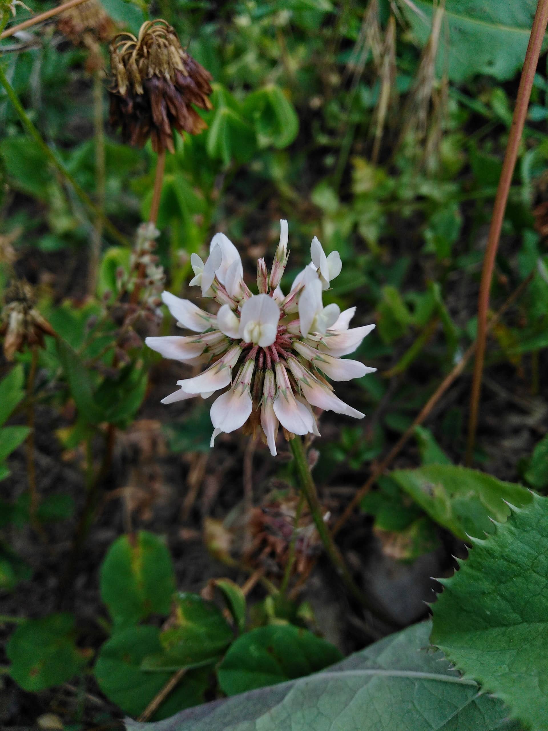 White clover