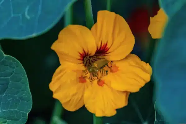 A yellow nasturtium