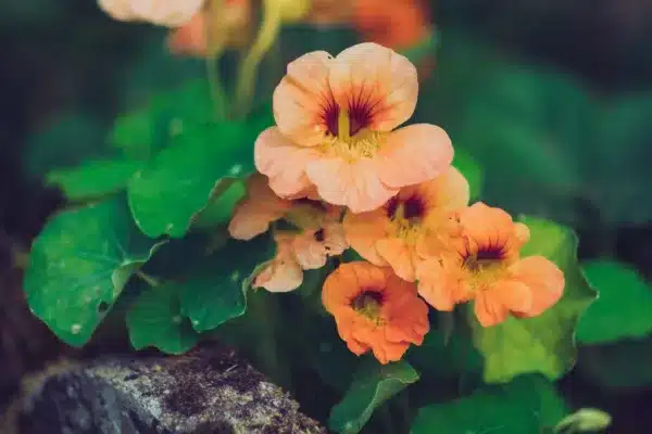 Flowering nasturtiums